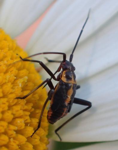 Réf. 208 025 : Calocoris nemoralis